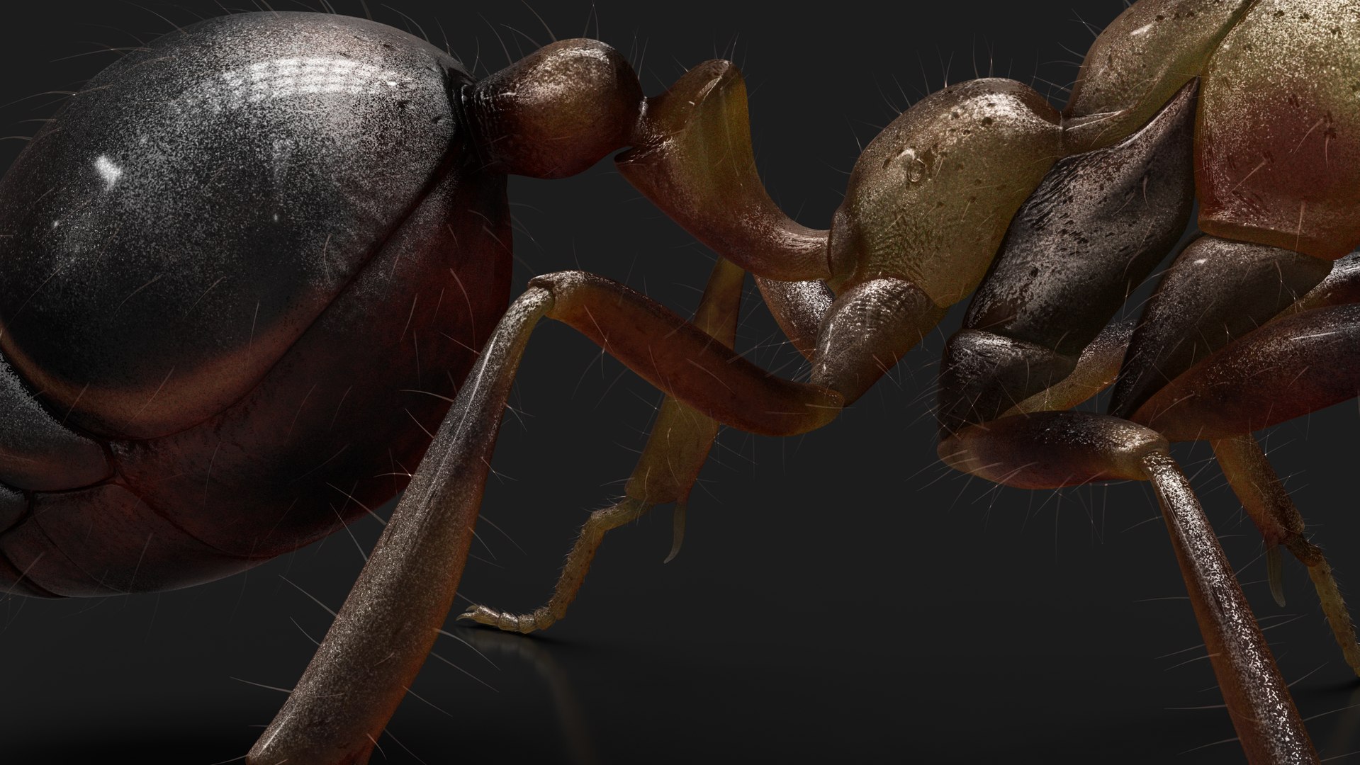 3D model Ant RIG https://p.turbosquid.com/ts-thumb/rl/T5eW0a/vp/z04/jpg/1699327332/1920x1080/fit_q87/6b1c1d35423b60d63c59a5f1d18156490ebe7883/z04.jpg