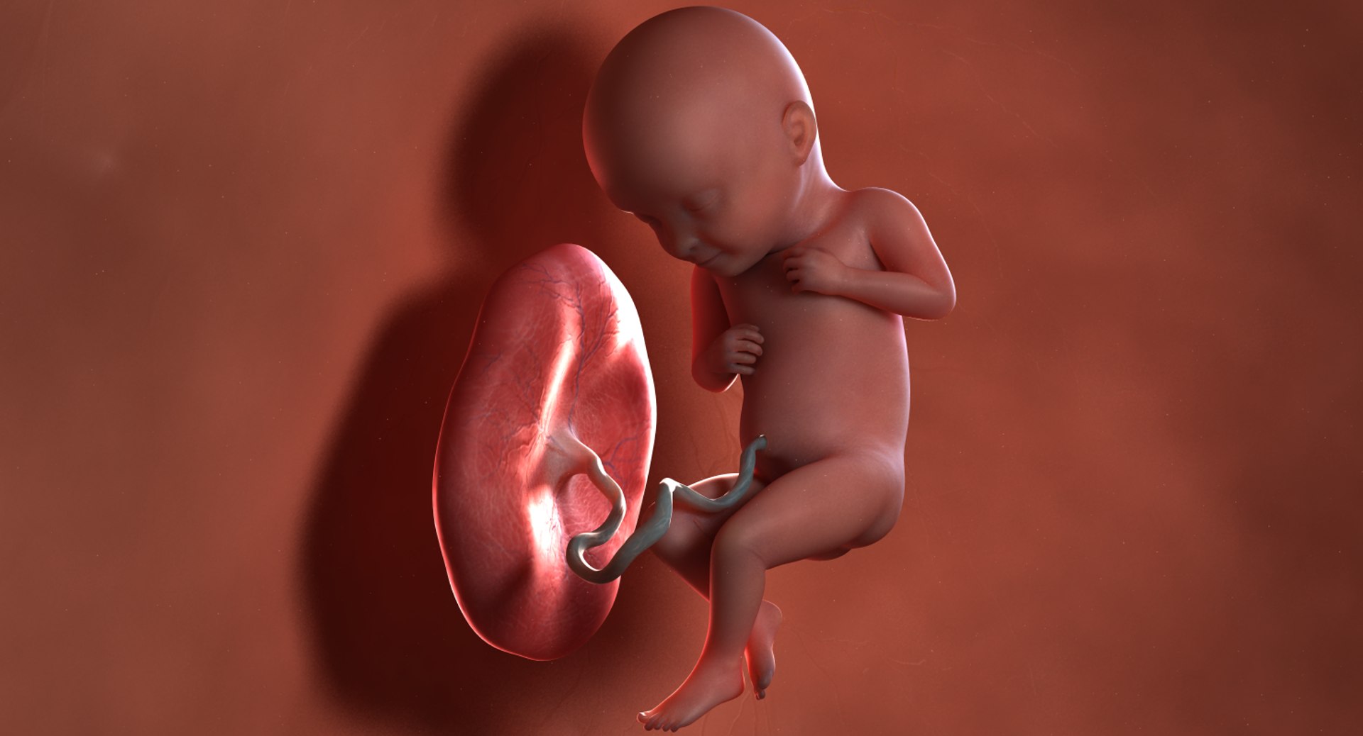 3D Model Fetus Week 32 - TurboSquid 1224383
