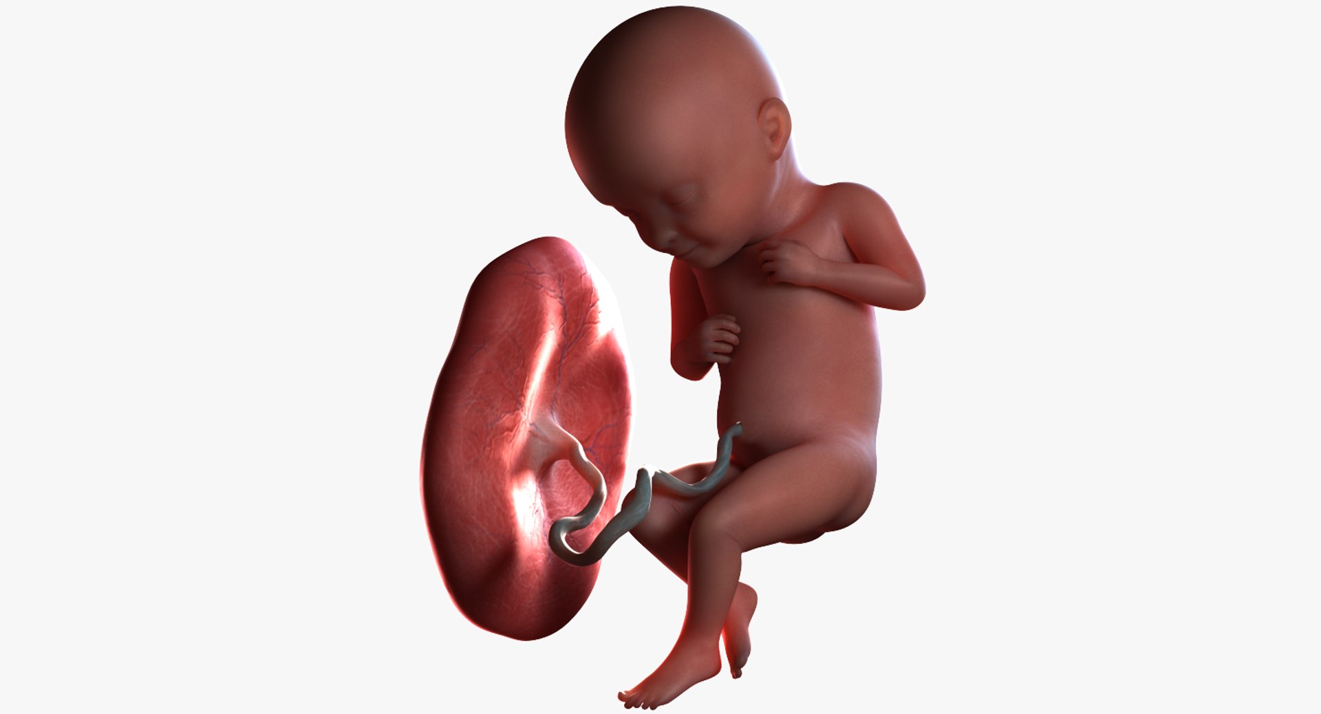 3D Model Fetus Week 32 - TurboSquid 1224383