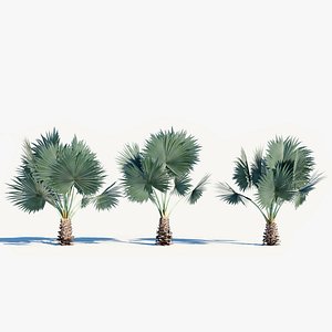 3D Bismarckia nobilis a