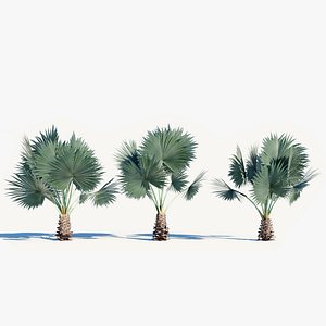 Bismarckia nobilis a