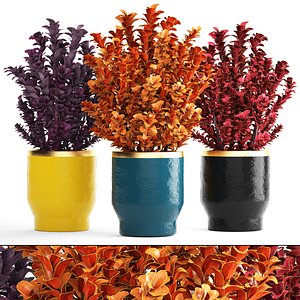 Plant in pot berberis