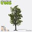 Realtime 3D Trees XL - 16 Pack