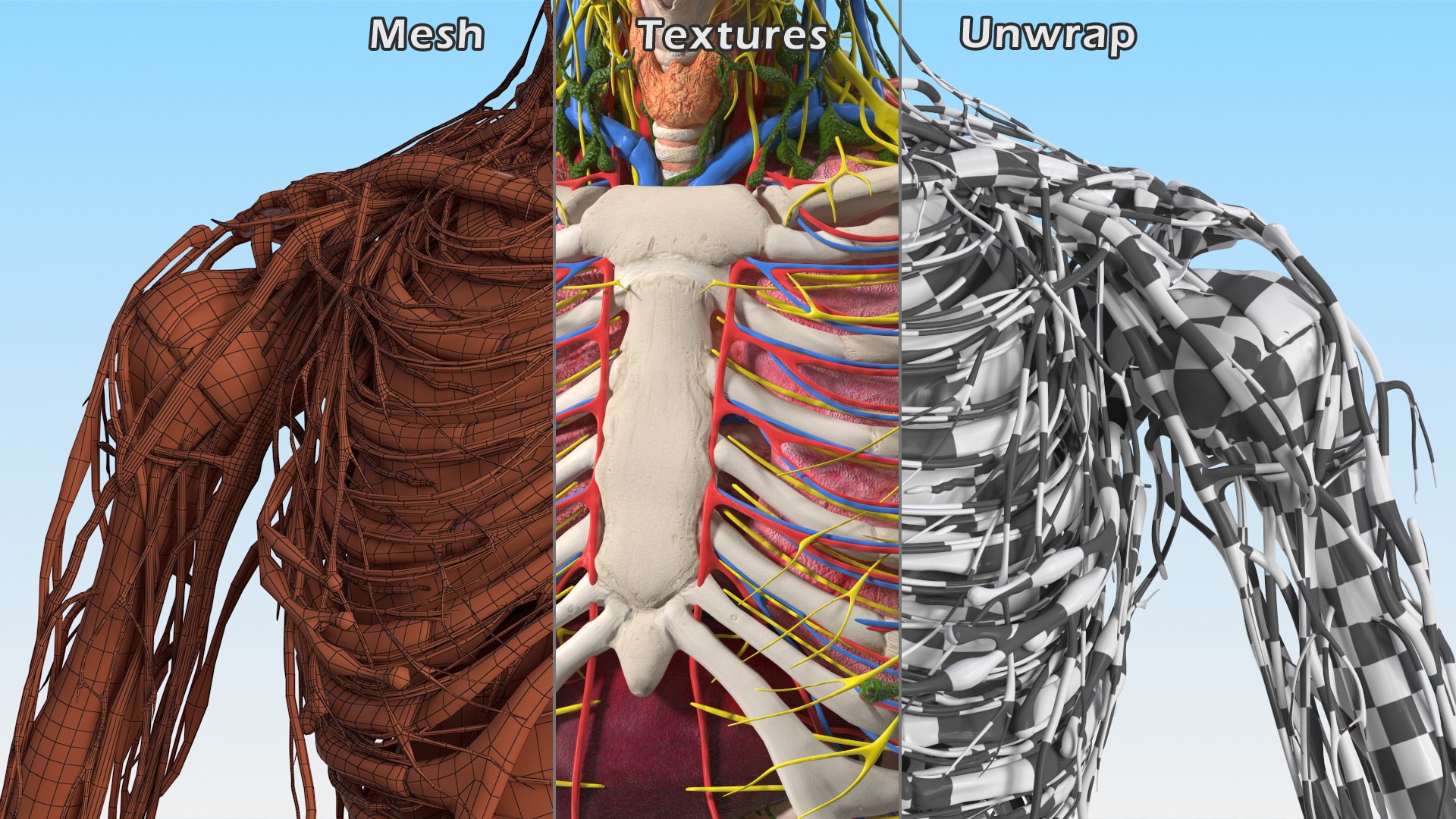 Young Man Body Anatomy without Muscles 3D model https://p.turbosquid.com/ts-thumb/rm/9QBMIj/0e/youngmanbodyanatomywithoutmusclesmb3dmodel081/jpg/1641754870/1920x1080/fit_q87/48ceb96141fa29b615bebdf2332ffd165a9d1f2d/youngmanbodyanatomywithoutmusclesmb3dmodel081.jpg