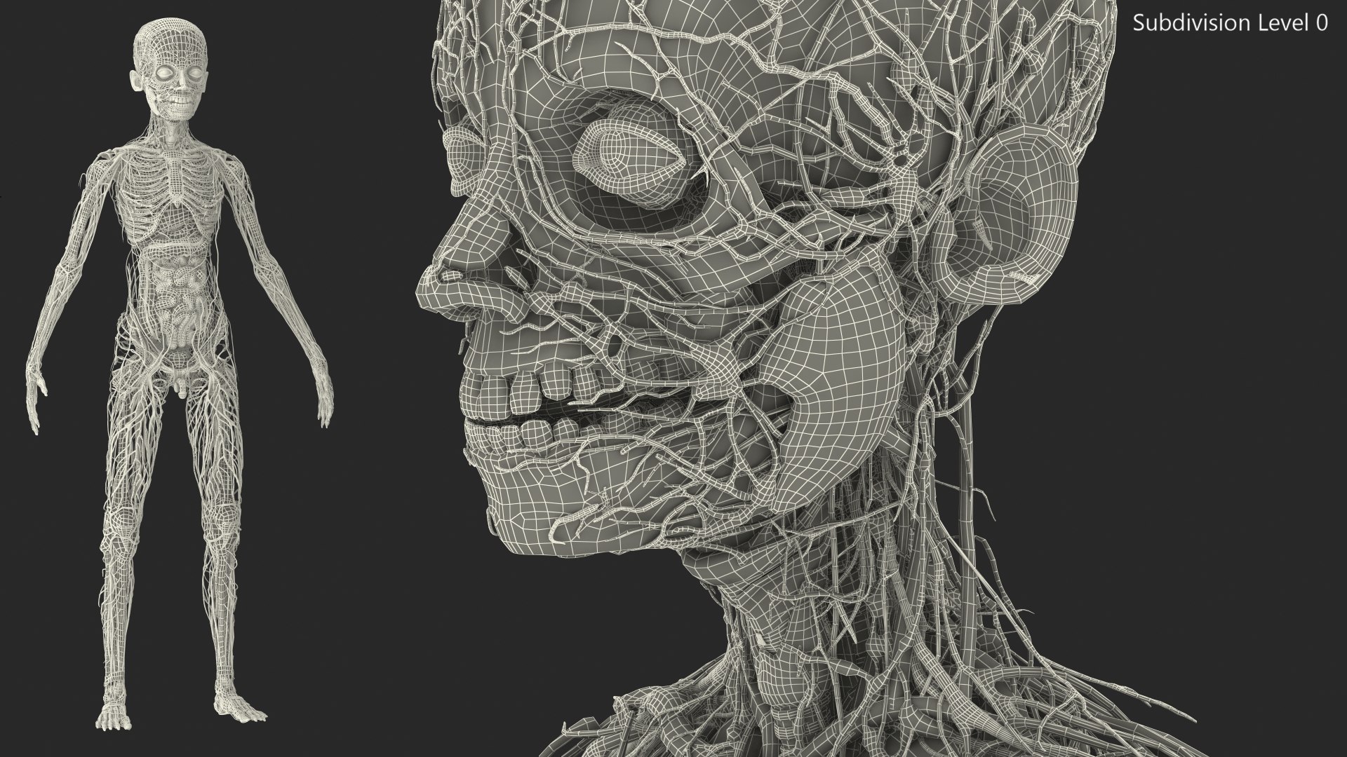 Young Man Body Anatomy without Muscles 3D model https://p.turbosquid.com/ts-thumb/rm/9QBMIj/0u/youngmanbodyanatomywithoutmusclesmb3dmodel082/jpg/1641754873/1920x1080/fit_q87/c2ffe3b894c579a560e202bebc2b9a8ee94afb14/youngmanbodyanatomywithoutmusclesmb3dmodel082.jpg