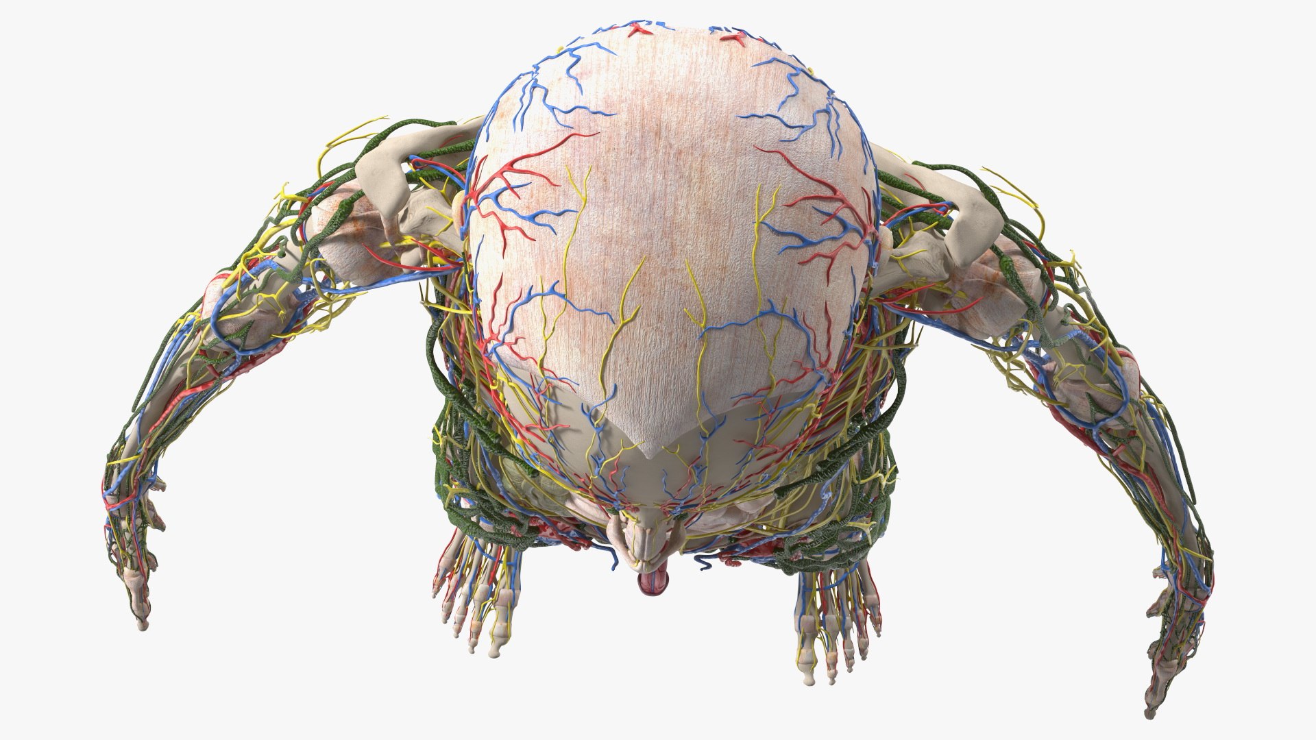 Young Man Body Anatomy without Muscles 3D model https://p.turbosquid.com/ts-thumb/rm/9QBMIj/1P/youngmanbodyanatomywithoutmusclesmb3dmodel079/jpg/1641754864/1920x1080/fit_q87/9ddae223acfc8bd9cfb0fd9e0bd94b7ebb3d4b49/youngmanbodyanatomywithoutmusclesmb3dmodel079.jpg