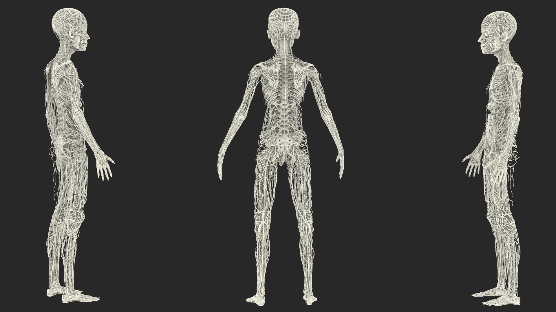 Young Man Body Anatomy without Muscles 3D model https://p.turbosquid.com/ts-thumb/rm/9QBMIj/2f/youngmanbodyanatomywithoutmusclesmb3dmodel092/jpg/1641754903/1920x1080/fit_q87/6b52ca900f59777df635dad7d1fdbc960333b01a/youngmanbodyanatomywithoutmusclesmb3dmodel092.jpg