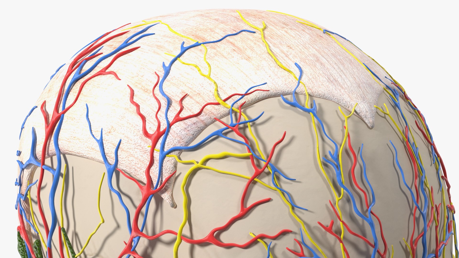 Young Man Body Anatomy without Muscles 3D model https://p.turbosquid.com/ts-thumb/rm/9QBMIj/3R/youngmanbodyanatomywithoutmusclesmb3dmodel067/jpg/1641754832/1920x1080/fit_q87/9b86679a07ae5699aa12b5c62da258cce68e03be/youngmanbodyanatomywithoutmusclesmb3dmodel067.jpg