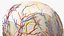 Anatomie du corps du jeune homme sans muscles