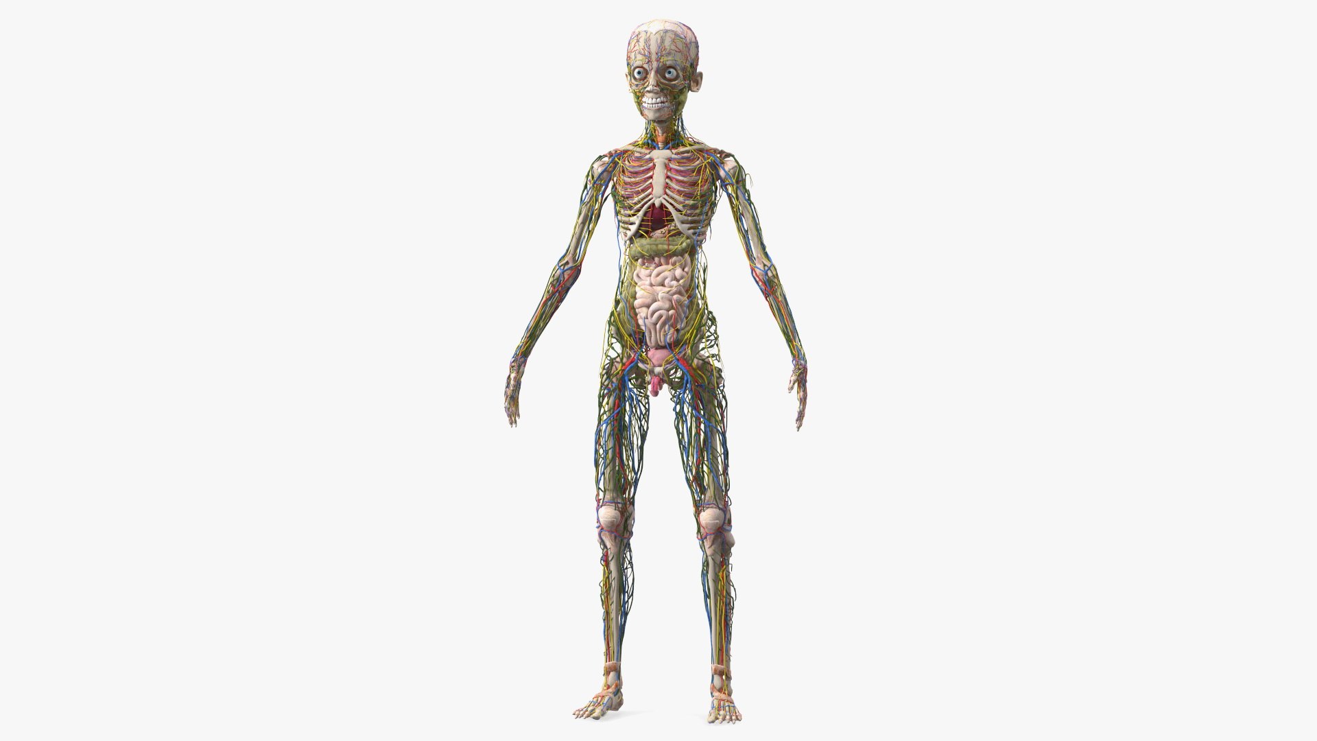 Young Man Body Anatomy without Muscles 3D model https://p.turbosquid.com/ts-thumb/rm/9QBMIj/3T/youngmanbodyanatomywithoutmusclesmb3dmodel001/jpg/1641754668/1920x1080/fit_q87/a7617d5cce2a0f26628421fddac056a95c402503/youngmanbodyanatomywithoutmusclesmb3dmodel001.jpg