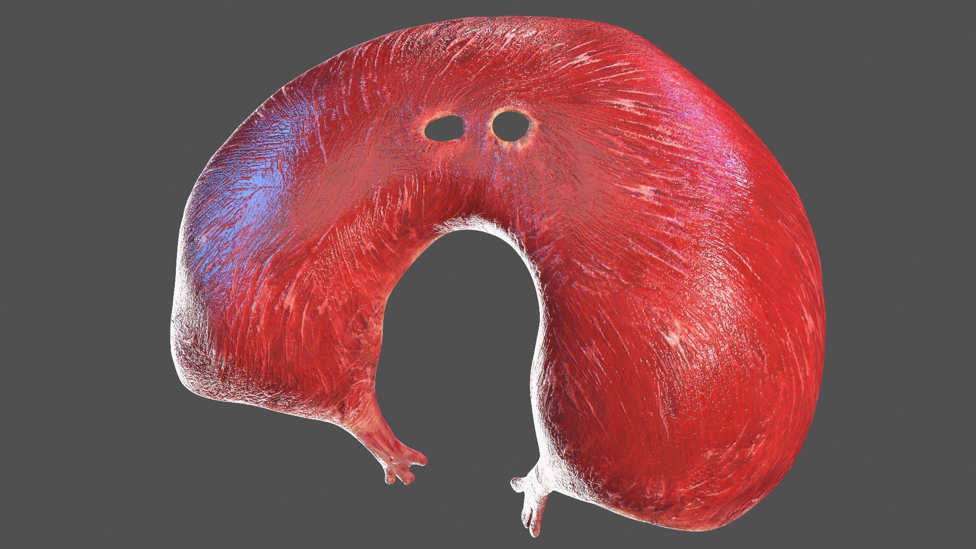 Young Man Body Anatomy without Muscles 3D model https://p.turbosquid.com/ts-thumb/rm/9QBMIj/5n/youngmanbodyanatomywithoutmusclesmb3dmodel035/jpg/1641754763/1920x1080/fit_q87/d5d93bd94b58b72a31ecee6cecacdf46c5fab13c/youngmanbodyanatomywithoutmusclesmb3dmodel035.jpg