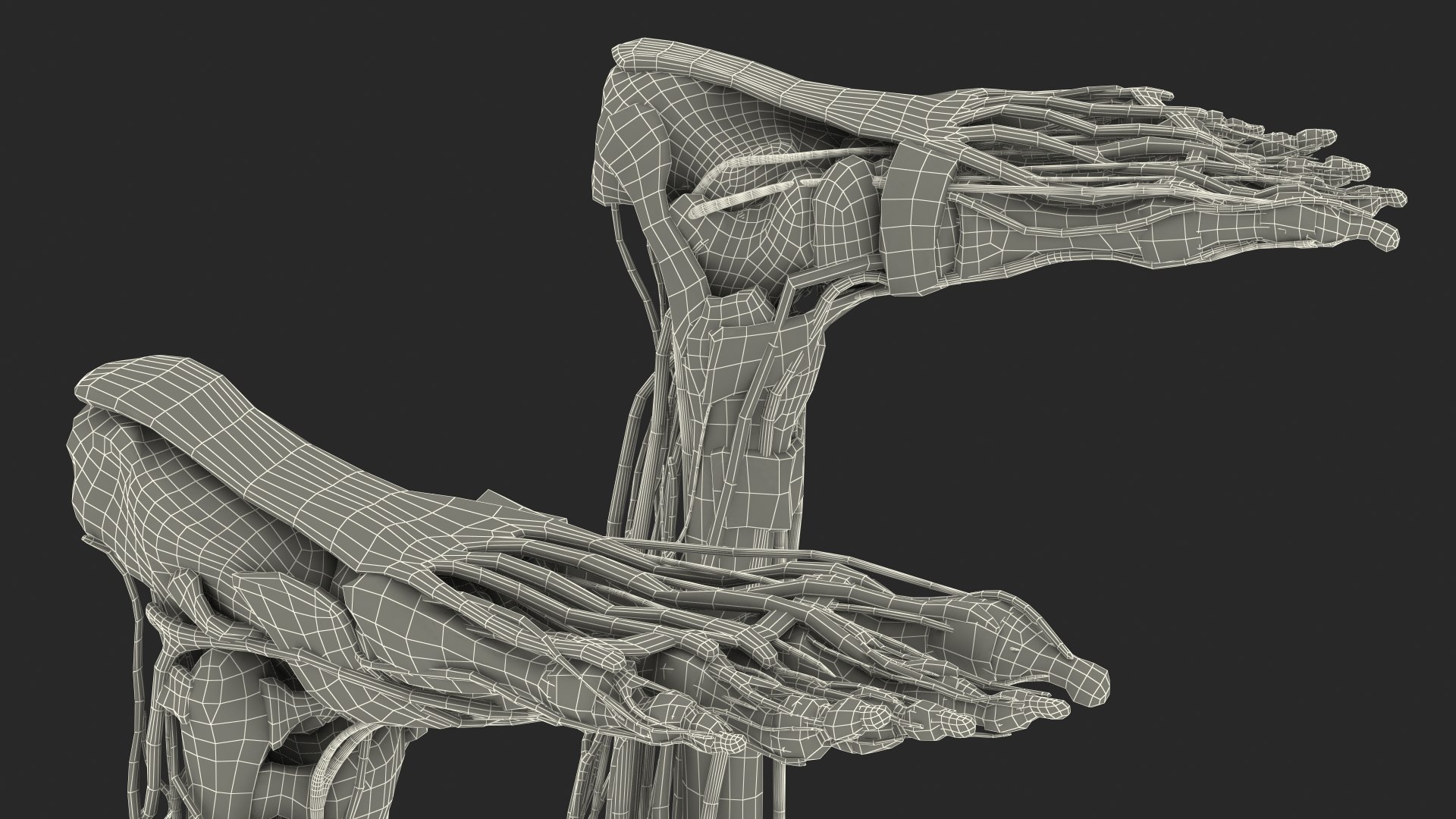 Young Man Body Anatomy without Muscles 3D model https://p.turbosquid.com/ts-thumb/rm/9QBMIj/6y/youngmanbodyanatomywithoutmusclesmb3dmodel099/jpg/1641754924/1920x1080/fit_q87/0fbc729c8b0946029ce0cd5e3f8abe7fb7287988/youngmanbodyanatomywithoutmusclesmb3dmodel099.jpg