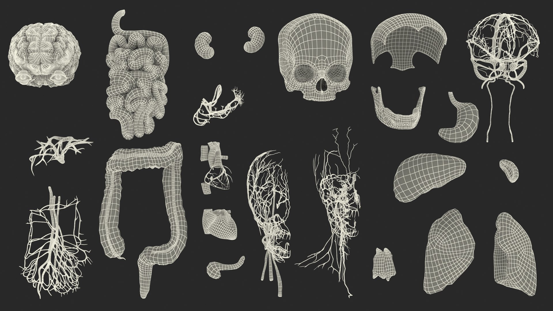 Young Man Body Anatomy without Muscles 3D model https://p.turbosquid.com/ts-thumb/rm/9QBMIj/Ac/youngmanbodyanatomywithoutmusclesmb3dmodel106/jpg/1641754945/1920x1080/fit_q87/2f846aedcb6bd005d3a926d7ed0420d1a9e4f549/youngmanbodyanatomywithoutmusclesmb3dmodel106.jpg