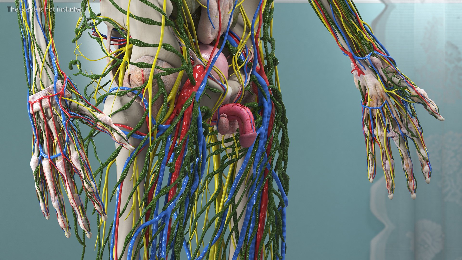Young Man Body Anatomy without Muscles 3D model https://p.turbosquid.com/ts-thumb/rm/9QBMIj/Az/youngmanbodyanatomywithoutmusclesmb3dmodel009/jpg/1641754692/1920x1080/fit_q87/fe2bcfad525b3ee5092039b6a7a085d06de33ccd/youngmanbodyanatomywithoutmusclesmb3dmodel009.jpg