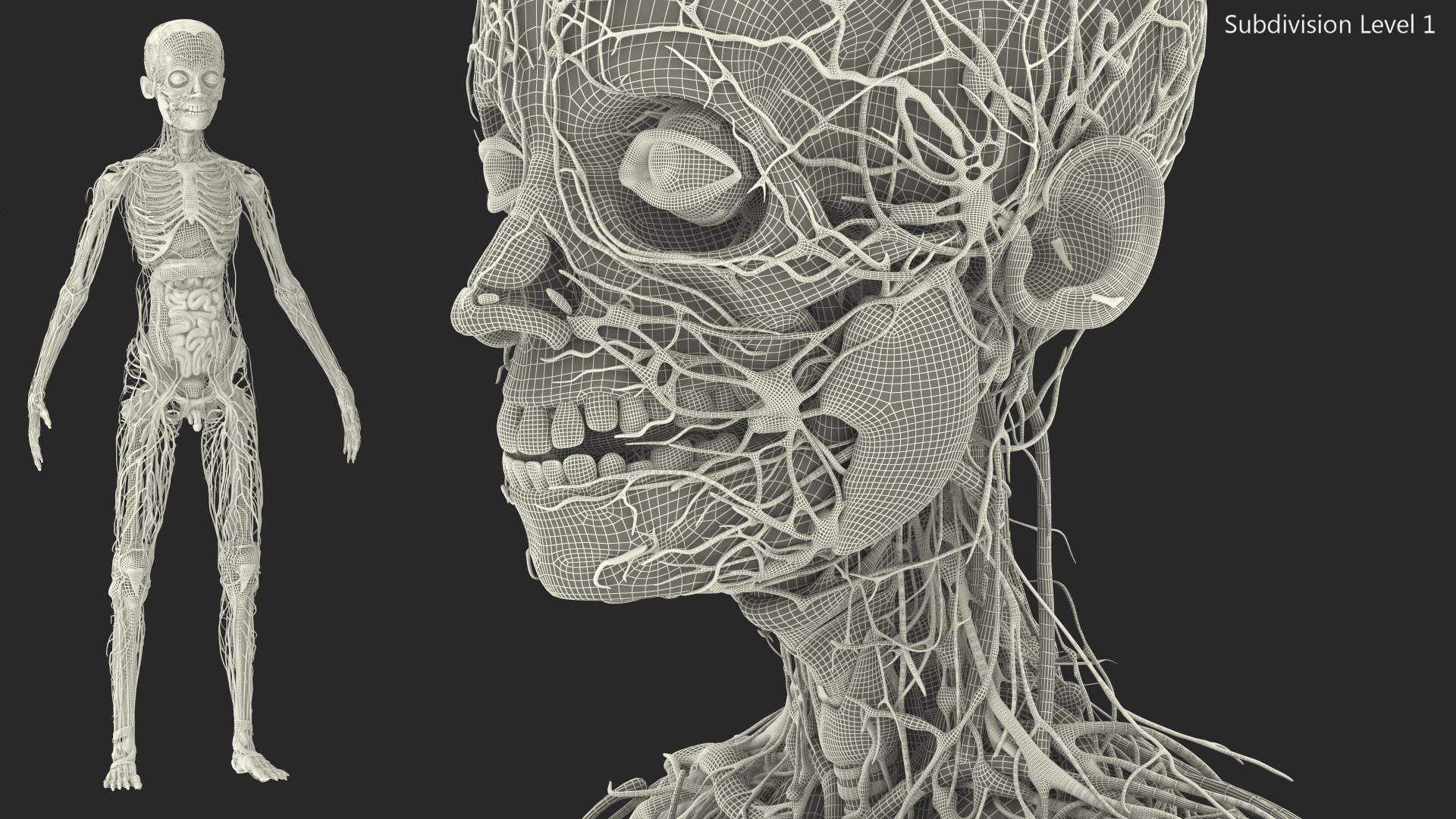 Young Man Body Anatomy without Muscles 3D model https://p.turbosquid.com/ts-thumb/rm/9QBMIj/DR/youngmanbodyanatomywithoutmusclesmb3dmodel083/jpg/1641754876/1920x1080/fit_q87/c47e2aa571cd644b99841bee157c5bf8c1461e59/youngmanbodyanatomywithoutmusclesmb3dmodel083.jpg