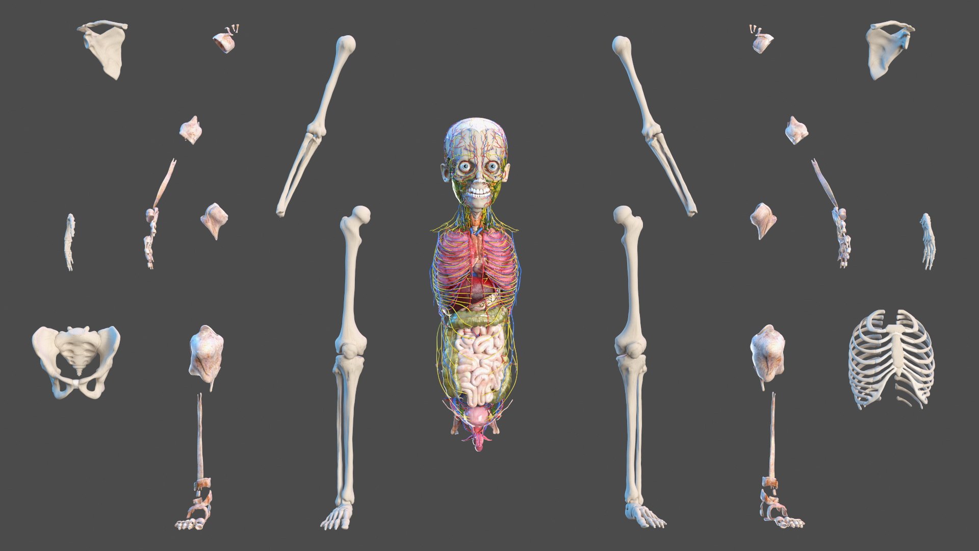 Young Man Body Anatomy without Muscles 3D model https://p.turbosquid.com/ts-thumb/rm/9QBMIj/FL/youngmanbodyanatomywithoutmusclesmb3dmodel013/jpg/1641754703/1920x1080/fit_q87/52c15bd7b98e75bf22b4201709fe5bb0afa525e2/youngmanbodyanatomywithoutmusclesmb3dmodel013.jpg
