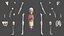 Anatomie du corps du jeune homme sans muscles