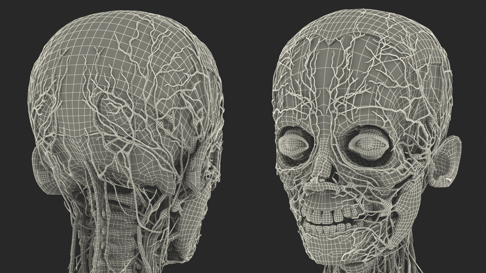 Young Man Body Anatomy without Muscles 3D model https://p.turbosquid.com/ts-thumb/rm/9QBMIj/Fs/youngmanbodyanatomywithoutmusclesmb3dmodel093/jpg/1641754906/1920x1080/fit_q87/8ef842ad198516fdd160facd2aee1a48e144fddf/youngmanbodyanatomywithoutmusclesmb3dmodel093.jpg