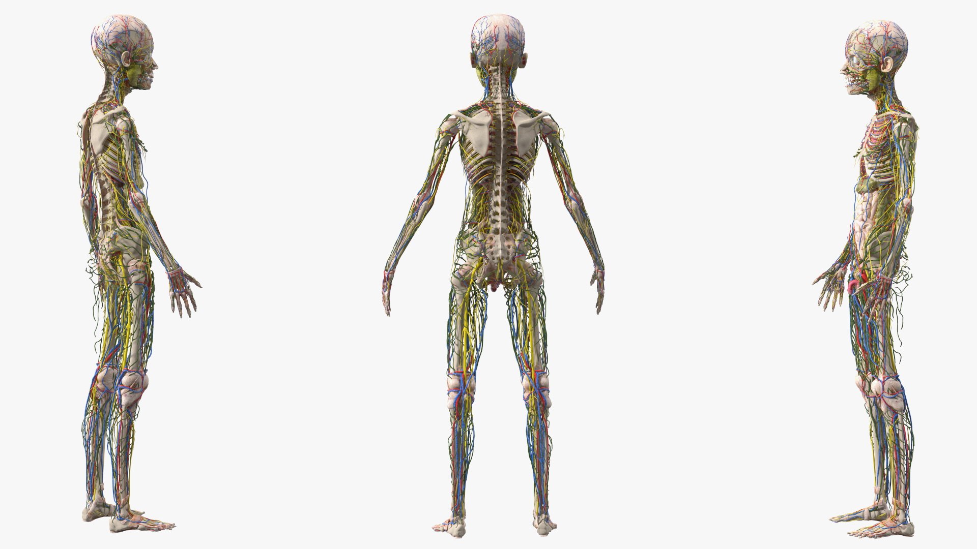 Young Man Body Anatomy without Muscles 3D model https://p.turbosquid.com/ts-thumb/rm/9QBMIj/OK/youngmanbodyanatomywithoutmusclesmb3dmodel061/jpg/1641754823/1920x1080/fit_q87/02b98deafcafdf83ebfd4dbaf86a8d8faa4c4bd8/youngmanbodyanatomywithoutmusclesmb3dmodel061.jpg