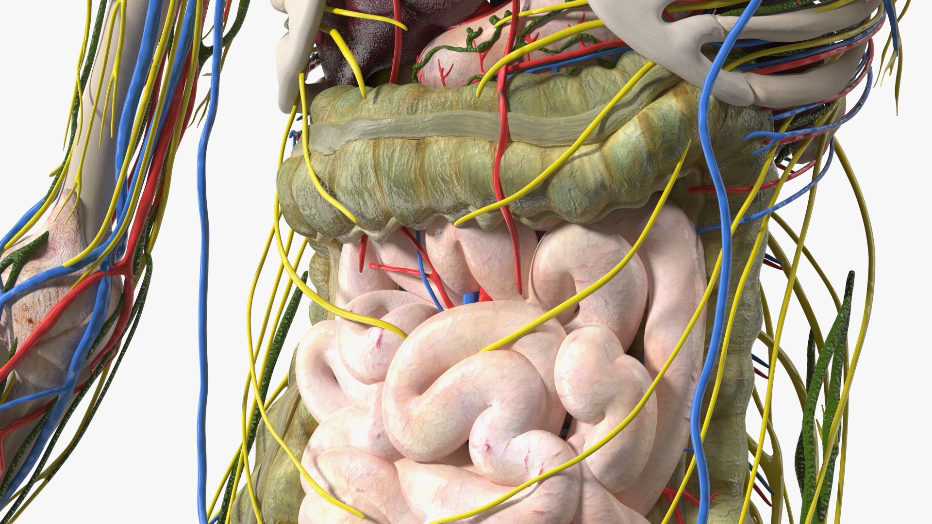 Young Man Body Anatomy without Muscles 3D model https://p.turbosquid.com/ts-thumb/rm/9QBMIj/PT/youngmanbodyanatomywithoutmusclesmb3dmodel071/jpg/1641754841/1920x1080/fit_q87/f9e7de8d7fe6c07fd3d8178e1feb51cbd0c4b655/youngmanbodyanatomywithoutmusclesmb3dmodel071.jpg