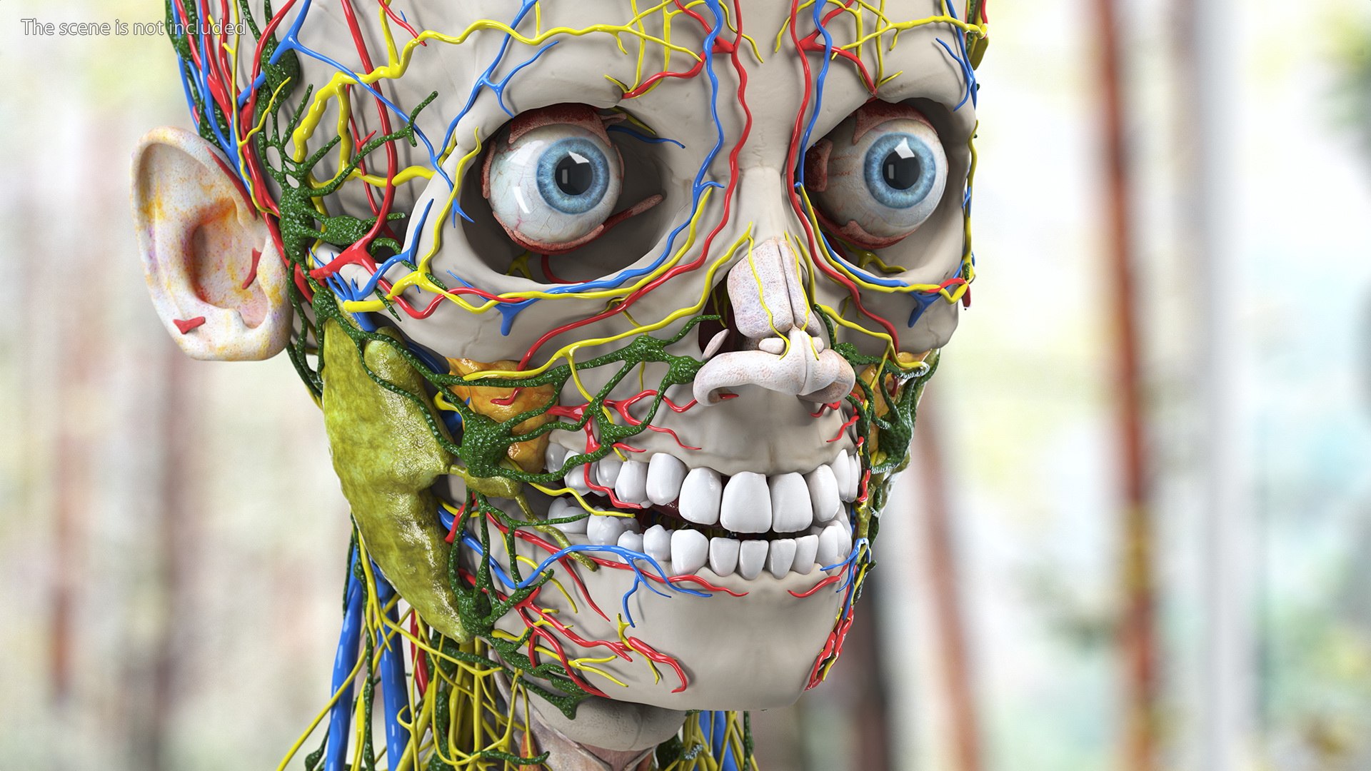 Young Man Body Anatomy without Muscles 3D model https://p.turbosquid.com/ts-thumb/rm/9QBMIj/Rc/youngmanbodyanatomywithoutmusclesmb3dmodel003/jpg/1641754674/1920x1080/fit_q87/e51bf5cacdaae93708a0ff989551a5dc9d71e265/youngmanbodyanatomywithoutmusclesmb3dmodel003.jpg
