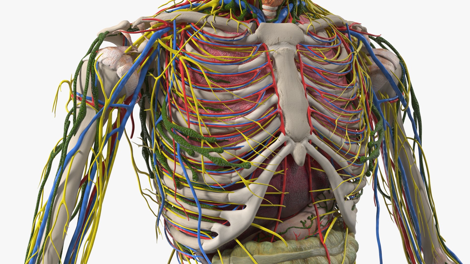 Young Man Body Anatomy without Muscles 3D model https://p.turbosquid.com/ts-thumb/rm/9QBMIj/Rk/youngmanbodyanatomywithoutmusclesmb3dmodel070/jpg/1641754838/1920x1080/fit_q87/a52ab58923f890b5fe6cf9a56d463fe9c773e6c7/youngmanbodyanatomywithoutmusclesmb3dmodel070.jpg