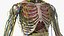 Anatomie du corps du jeune homme sans muscles
