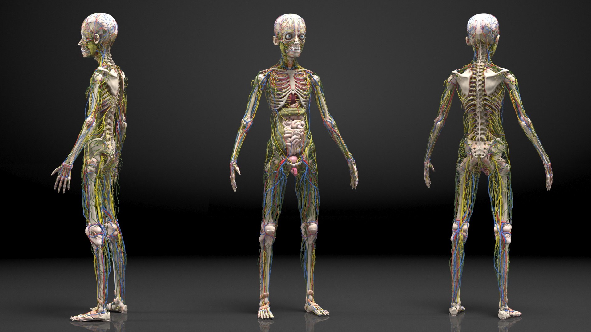 Young Man Body Anatomy without Muscles 3D model https://p.turbosquid.com/ts-thumb/rm/9QBMIj/Tn/youngmanbodyanatomywithoutmusclesmb3dmodel080/jpg/1641754867/1920x1080/fit_q87/4d970cd48f226c69151729deb94279c9863d0e29/youngmanbodyanatomywithoutmusclesmb3dmodel080.jpg