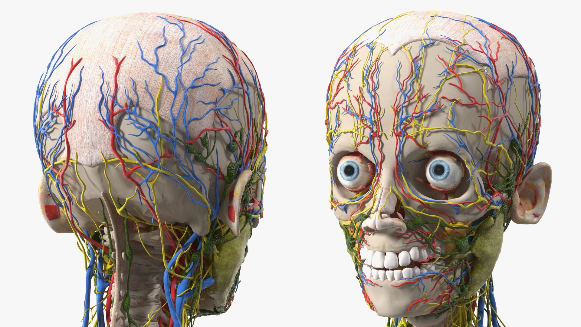 Young Man Body Anatomy without Muscles 3D model https://p.turbosquid.com/ts-thumb/rm/9QBMIj/Vq/youngmanbodyanatomywithoutmusclesmb3dmodel063/jpg/1641754826/1920x1080/fit_q87/0c585abb8a3e058eb054b184f802d40cd66bb800/youngmanbodyanatomywithoutmusclesmb3dmodel063.jpg