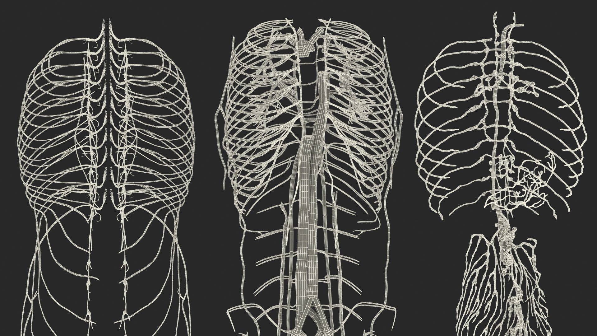 Young Man Body Anatomy without Muscles 3D model https://p.turbosquid.com/ts-thumb/rm/9QBMIj/Wn/youngmanbodyanatomywithoutmusclesmb3dmodel103/jpg/1641754936/1920x1080/fit_q87/3d8479febf1d212c7145427a5aabe44613505a3d/youngmanbodyanatomywithoutmusclesmb3dmodel103.jpg