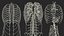Anatomie du corps du jeune homme sans muscles