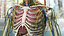 Anatomie du corps du jeune homme sans muscles