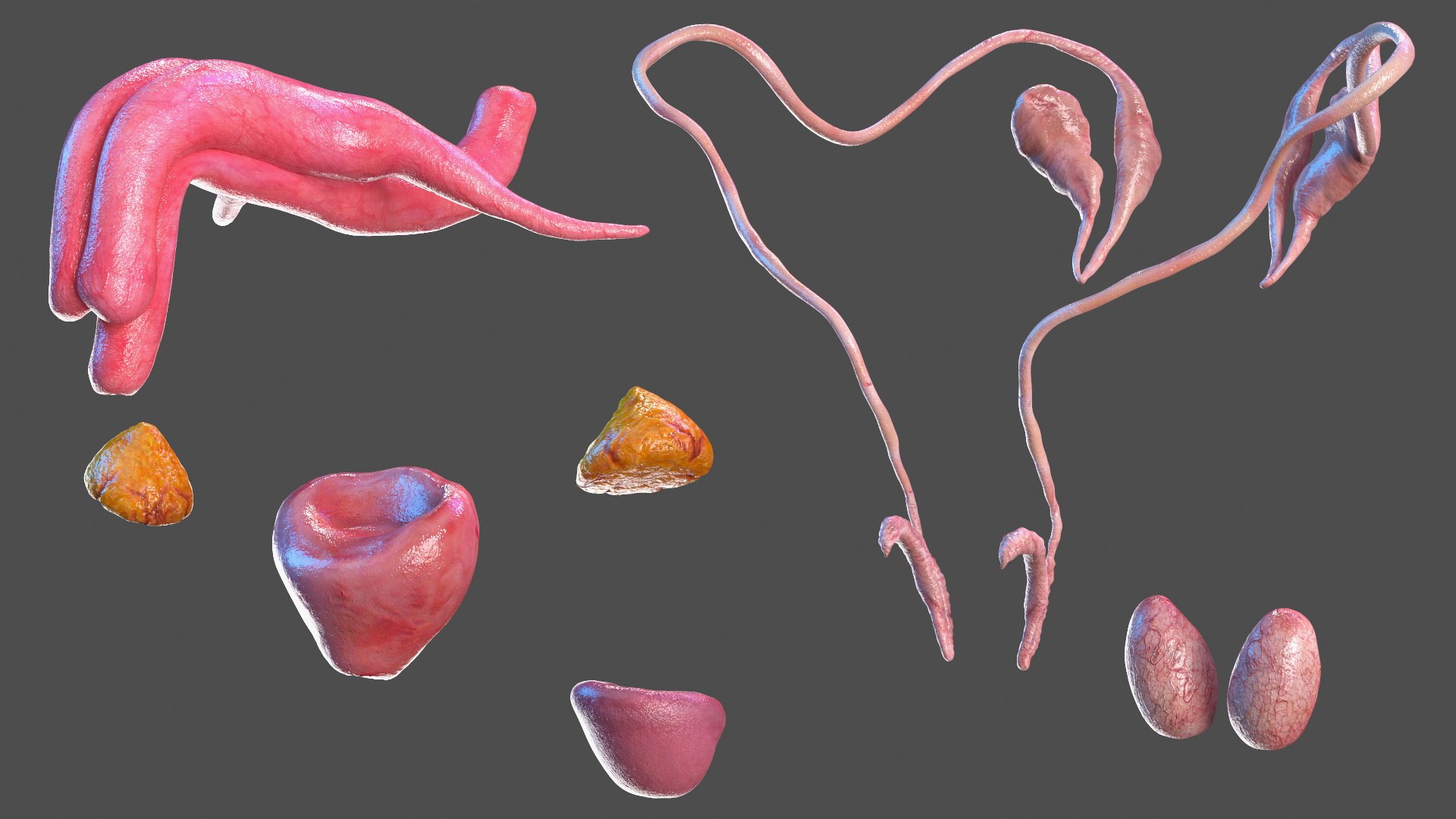 Young Man Body Anatomy without Muscles 3D model https://p.turbosquid.com/ts-thumb/rm/9QBMIj/ct/youngmanbodyanatomywithoutmusclesmb3dmodel027/jpg/1641754739/1920x1080/fit_q87/f4c467bbf922d7478444667c200bc84e14b4c81e/youngmanbodyanatomywithoutmusclesmb3dmodel027.jpg