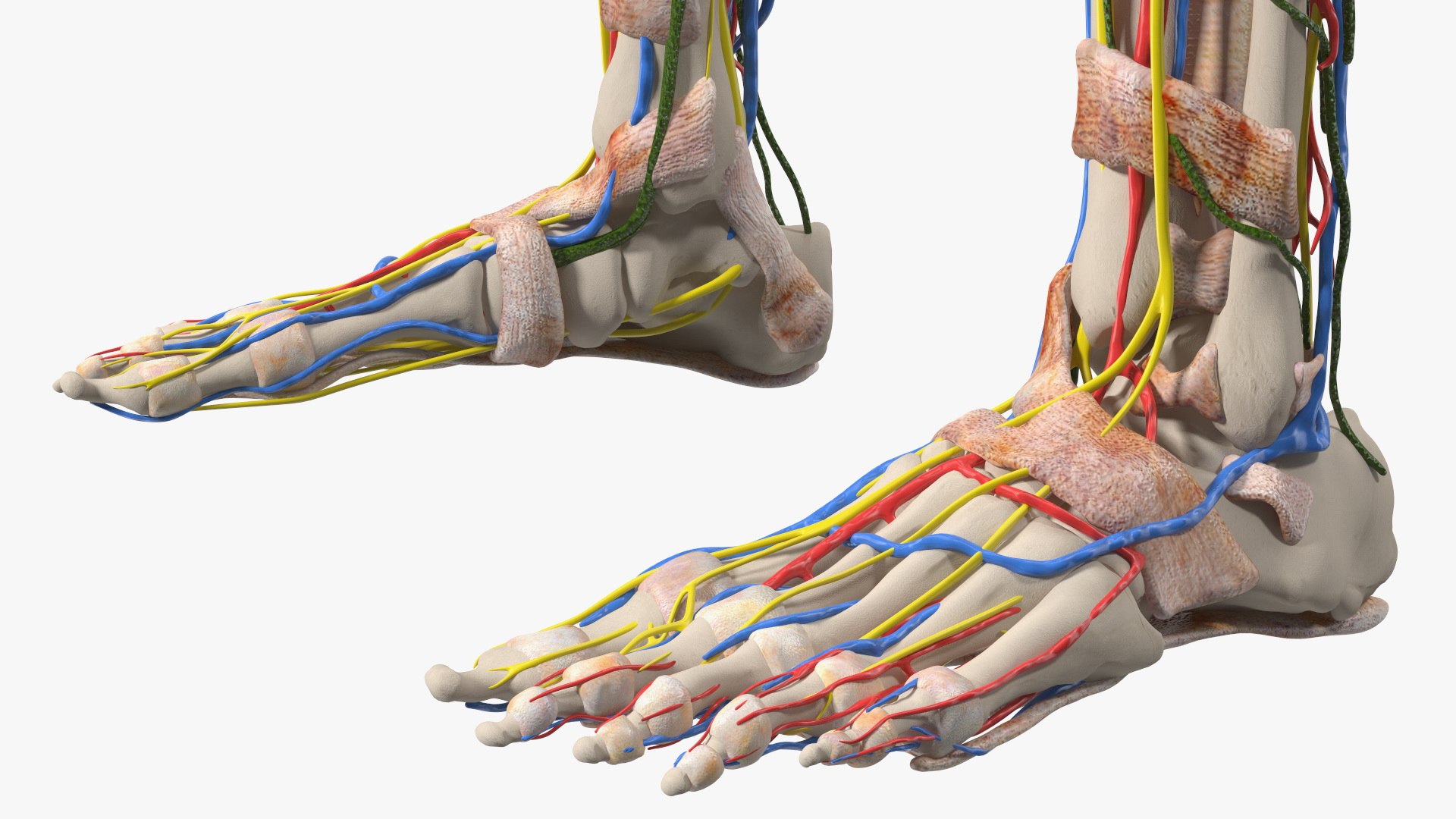 Young Man Body Anatomy without Muscles 3D model https://p.turbosquid.com/ts-thumb/rm/9QBMIj/ct/youngmanbodyanatomywithoutmusclesmb3dmodel076/jpg/1641754855/1920x1080/fit_q87/801c276a08dd182d74fbe32360a2955b5e2c9d75/youngmanbodyanatomywithoutmusclesmb3dmodel076.jpg