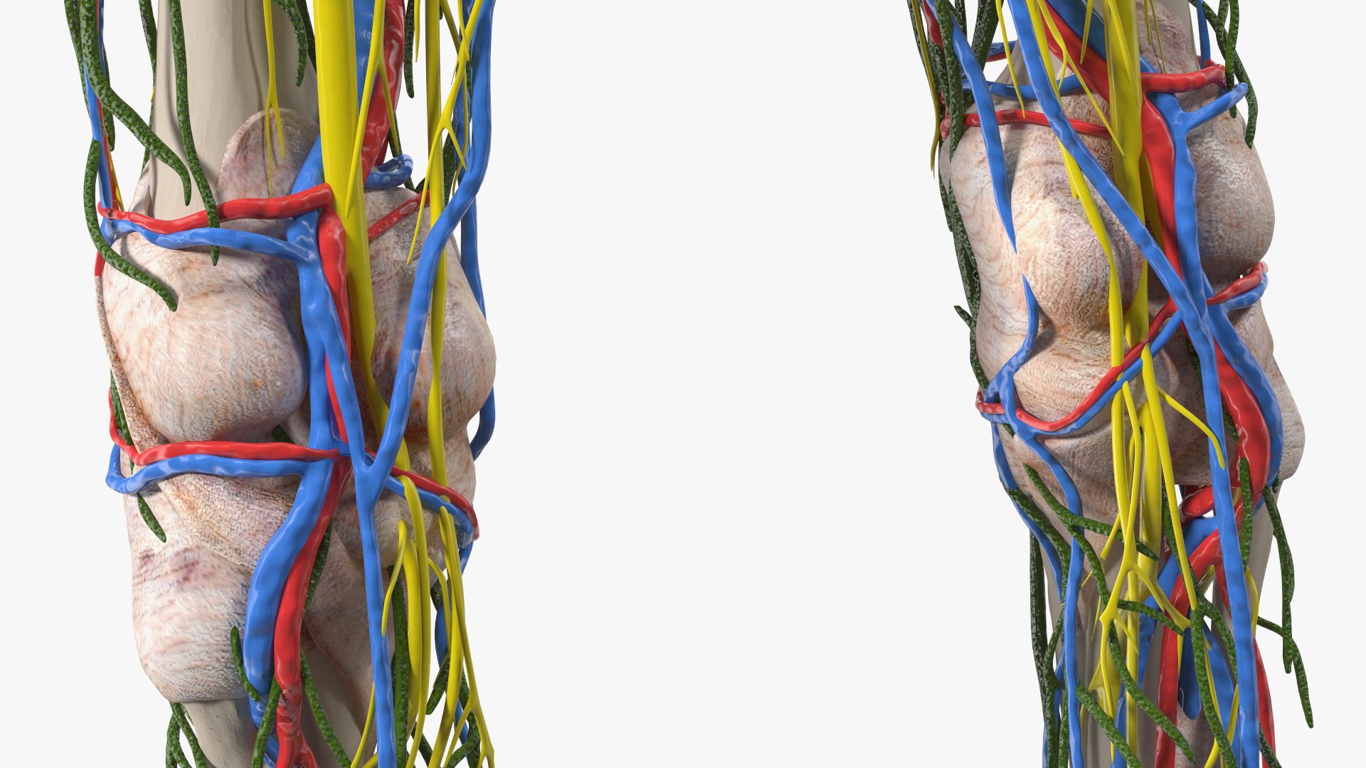 Young Man Body Anatomy without Muscles 3D model https://p.turbosquid.com/ts-thumb/rm/9QBMIj/h5/youngmanbodyanatomywithoutmusclesmb3dmodel075/jpg/1641754853/1920x1080/fit_q87/416cffa22bb45278edb2e762cfc02d4d4acfc665/youngmanbodyanatomywithoutmusclesmb3dmodel075.jpg
