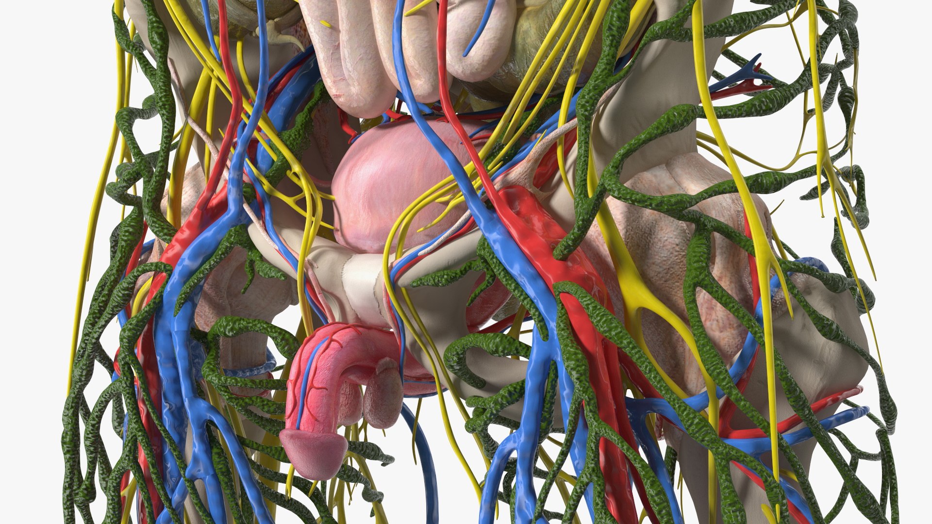 Young Man Body Anatomy without Muscles 3D model https://p.turbosquid.com/ts-thumb/rm/9QBMIj/jn/youngmanbodyanatomywithoutmusclesmb3dmodel072/jpg/1641754844/1920x1080/fit_q87/2af5f0bb74fe457e550346a2bc8a529073d8a2a2/youngmanbodyanatomywithoutmusclesmb3dmodel072.jpg