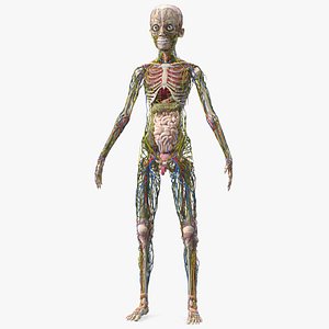 Young Man Body Anatomy without Muscles 3D model