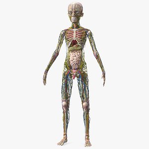 Young Man Body Anatomy without Muscles