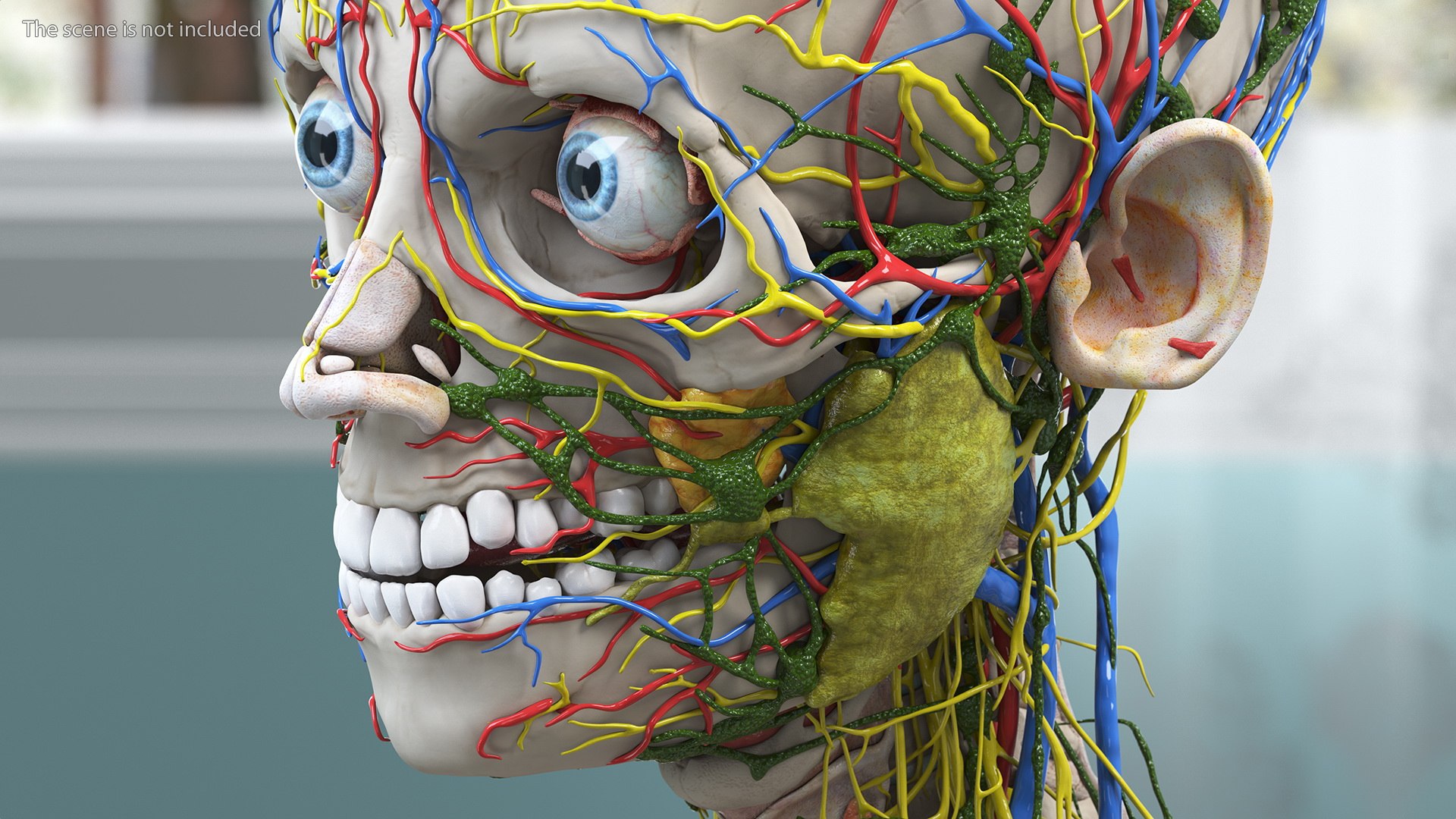 Young Man Body Anatomy without Muscles 3D model https://p.turbosquid.com/ts-thumb/rm/9QBMIj/qN/youngmanbodyanatomywithoutmusclesmb3dmodel004/jpg/1641754677/1920x1080/fit_q87/148ed842ab38d3b4e1333661b74c6a0f9ca2519c/youngmanbodyanatomywithoutmusclesmb3dmodel004.jpg