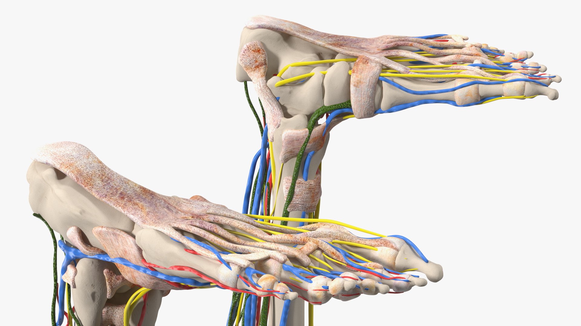 Young Man Body Anatomy without Muscles 3D model https://p.turbosquid.com/ts-thumb/rm/9QBMIj/rJ/youngmanbodyanatomywithoutmusclesmb3dmodel077/jpg/1641754858/1920x1080/fit_q87/3af11f63b028e94a76199f1414aa0f685418fc26/youngmanbodyanatomywithoutmusclesmb3dmodel077.jpg