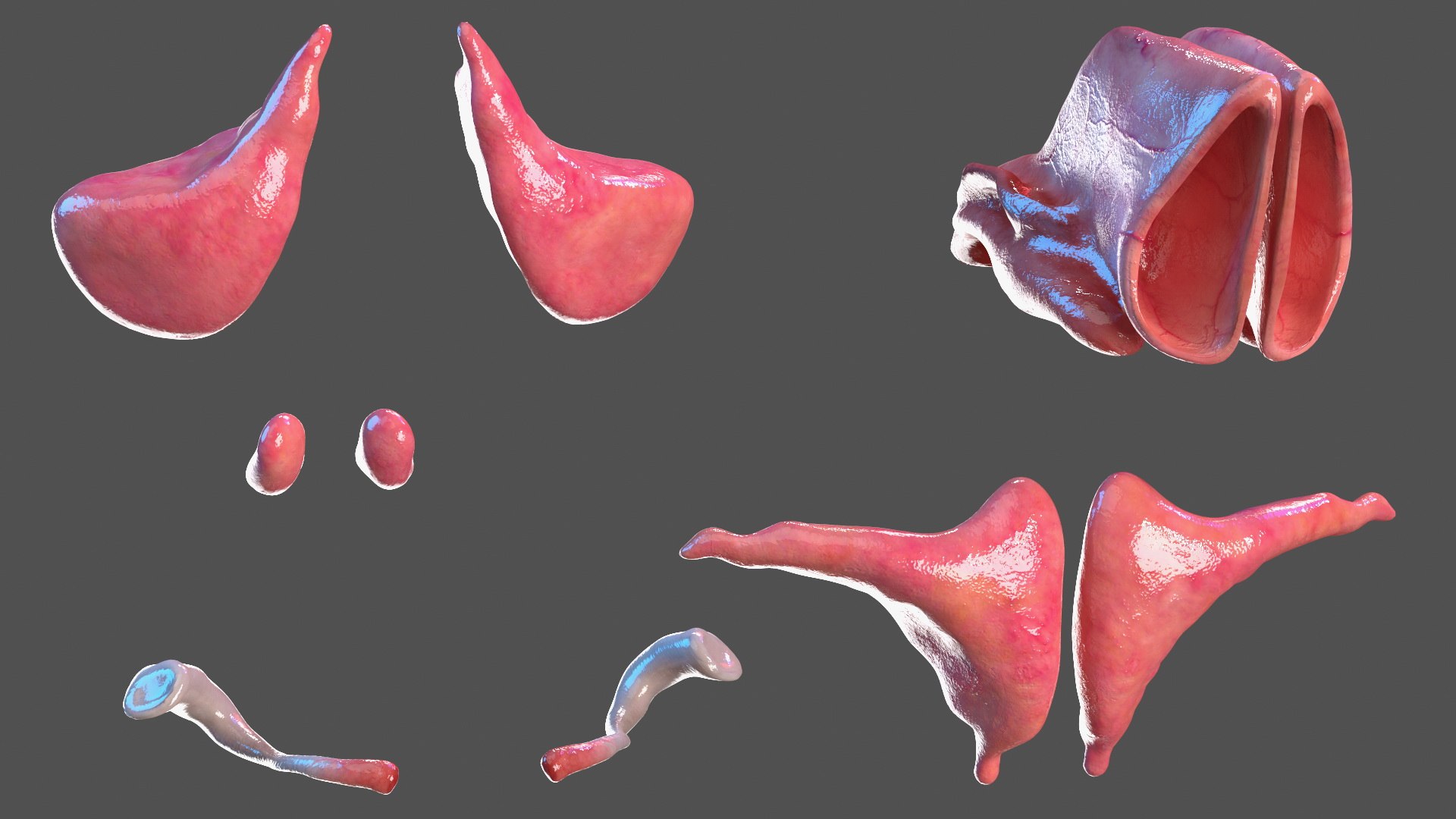 Young Man Body Anatomy without Muscles 3D model https://p.turbosquid.com/ts-thumb/rm/9QBMIj/ul/youngmanbodyanatomywithoutmusclesmb3dmodel032/jpg/1641754754/1920x1080/fit_q87/7a73f97b1458c0b25990ed396967d4fdf817792d/youngmanbodyanatomywithoutmusclesmb3dmodel032.jpg