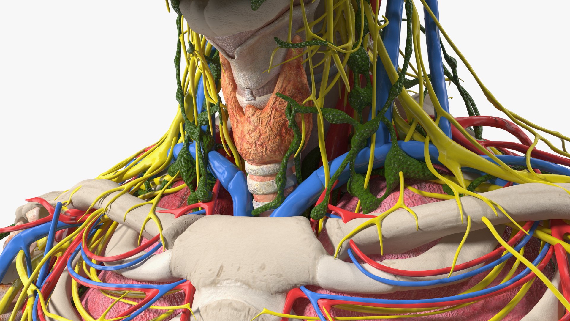 Young Man Body Anatomy without Muscles 3D model https://p.turbosquid.com/ts-thumb/rm/9QBMIj/wH/youngmanbodyanatomywithoutmusclesmb3dmodel069/jpg/1641754835/1920x1080/fit_q87/4dfd9ef2cfecc21a034b1b7a24691d58603ce690/youngmanbodyanatomywithoutmusclesmb3dmodel069.jpg