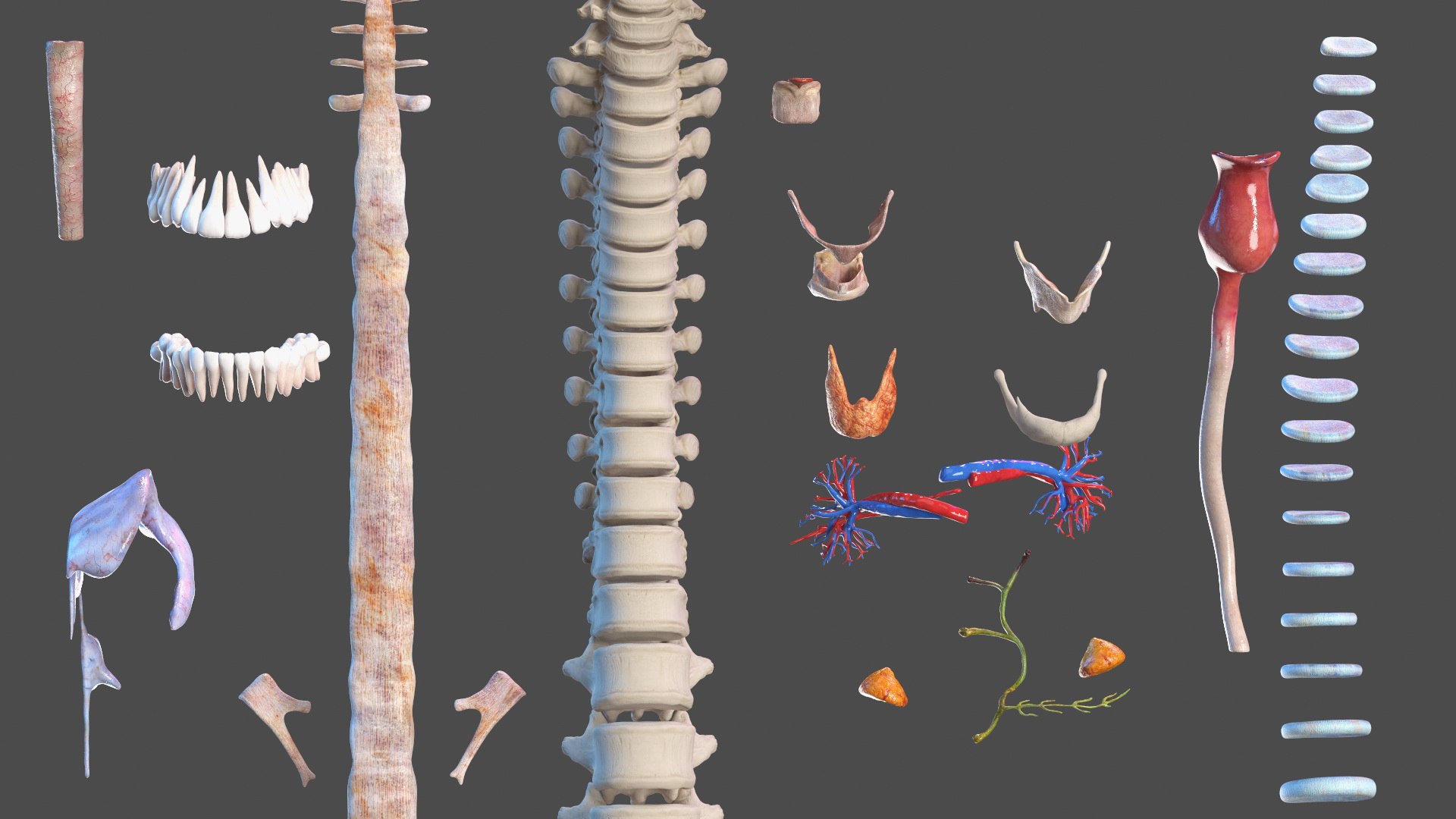 Young Man Body Anatomy without Muscles 3D model https://p.turbosquid.com/ts-thumb/rm/9QBMIj/zI/youngmanbodyanatomywithoutmusclesmb3dmodel019/jpg/1641754721/1920x1080/fit_q87/cfae40b54ea9d76ded94f2b29e59c910e3a7f15b/youngmanbodyanatomywithoutmusclesmb3dmodel019.jpg