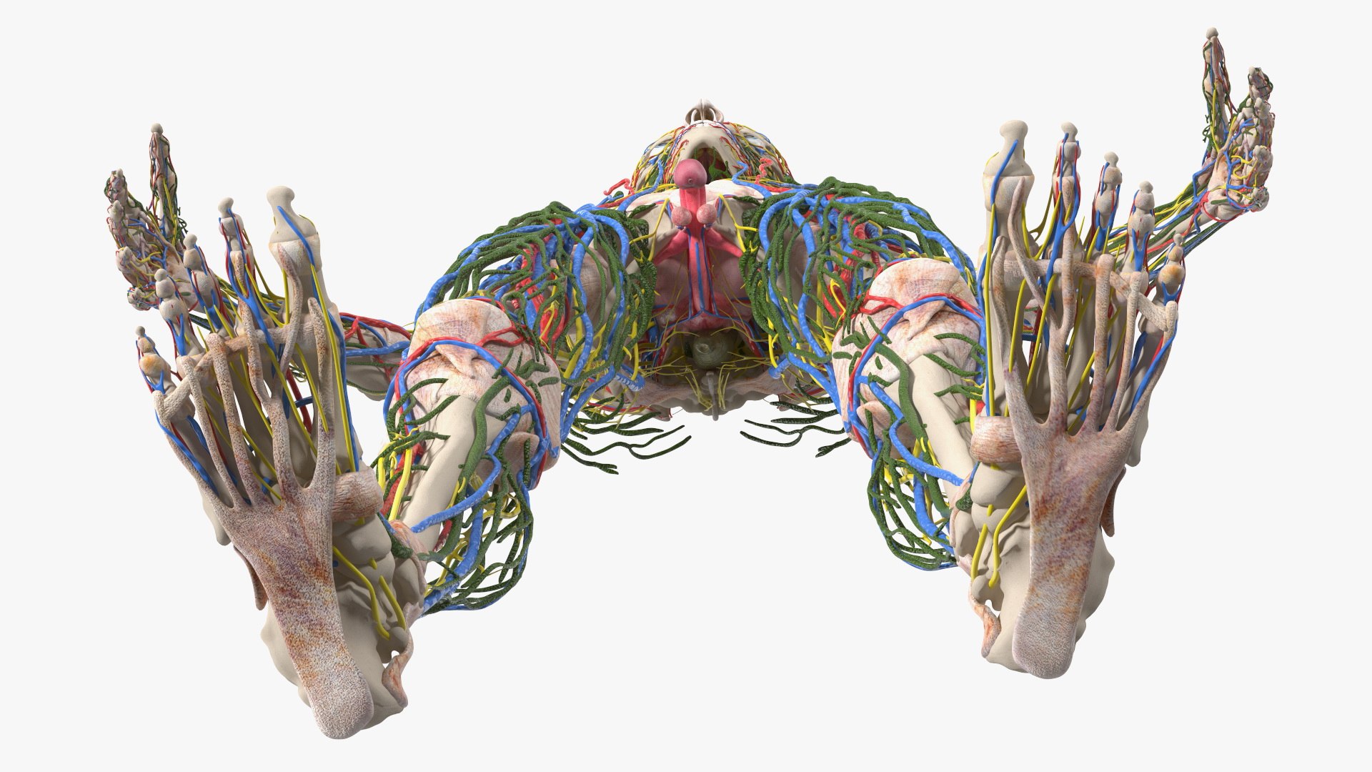 Young Man Body Anatomy without Muscles 3D model https://p.turbosquid.com/ts-thumb/rm/9QBMIj/zP/youngmanbodyanatomywithoutmusclesmb3dmodel078/jpg/1641754861/1920x1080/fit_q87/39b233da872af11f3ebd9ac18c39802b64292c9c/youngmanbodyanatomywithoutmusclesmb3dmodel078.jpg