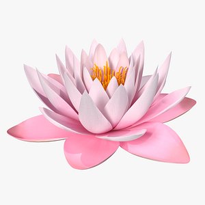 3D blooming nymphaea colorado pink model