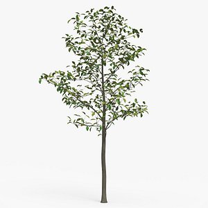 3D Tree Magnolia Liliflora A - PBR model