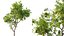 AV 果树 Amygdalus Persica 桃子和李子 Salicina 李子 Pflaume