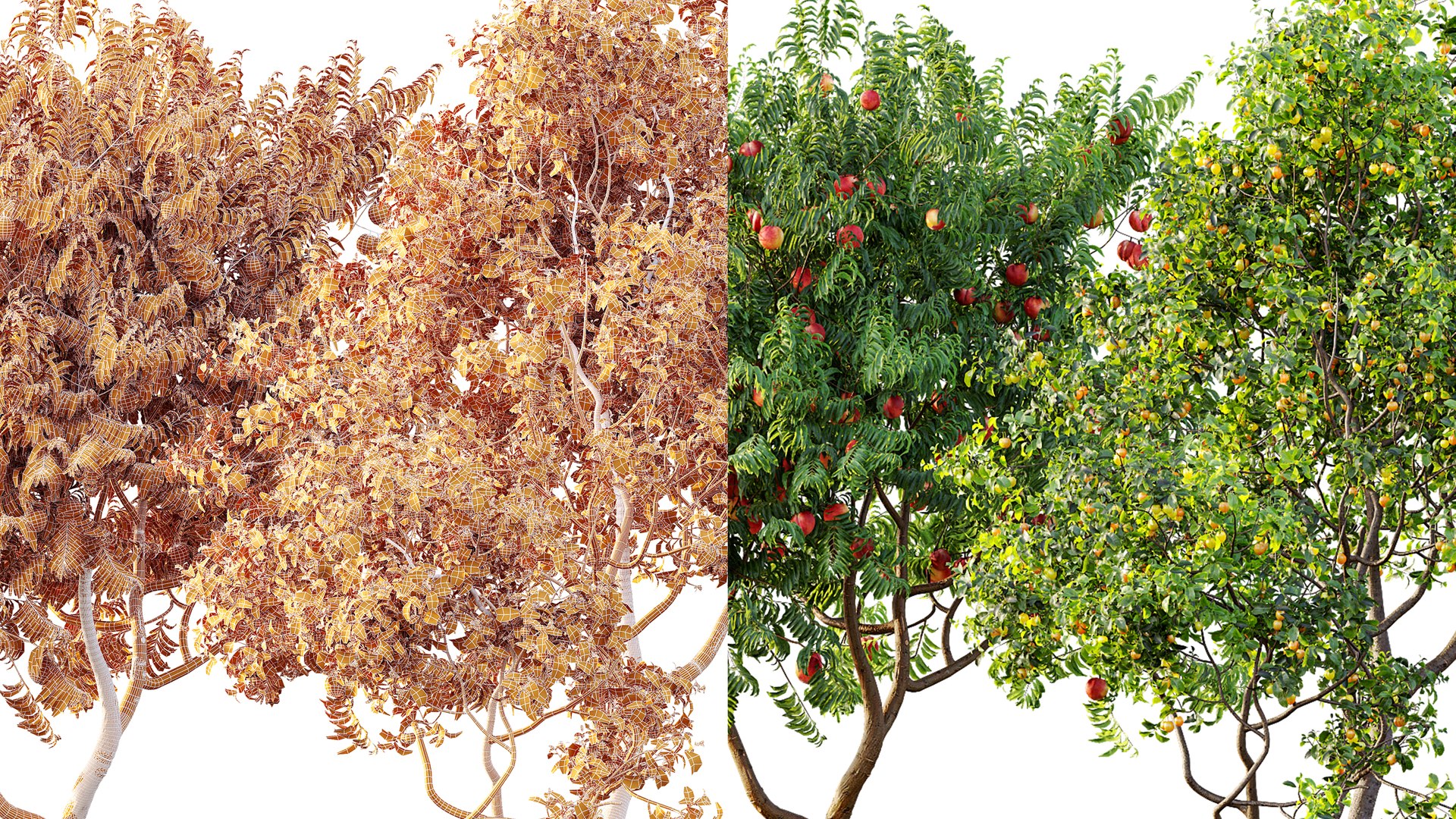 AV Fruit Trees Amygdalus Persica Peach and Prunus Salicina Plum Pflaume 3D model https://p.turbosquid.com/ts-thumb/rm/WPgtFN/42/07/png/1754546021/1920x1080/fit_q87/3e90a5757006fdea40c99df4b075c3576870600f/07.jpg