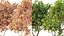 AV 果树 Amygdalus Persica 桃子和李子 Salicina 李子 Pflaume