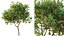AV 果树 Amygdalus Persica 桃子和李子 Salicina 李子 Pflaume